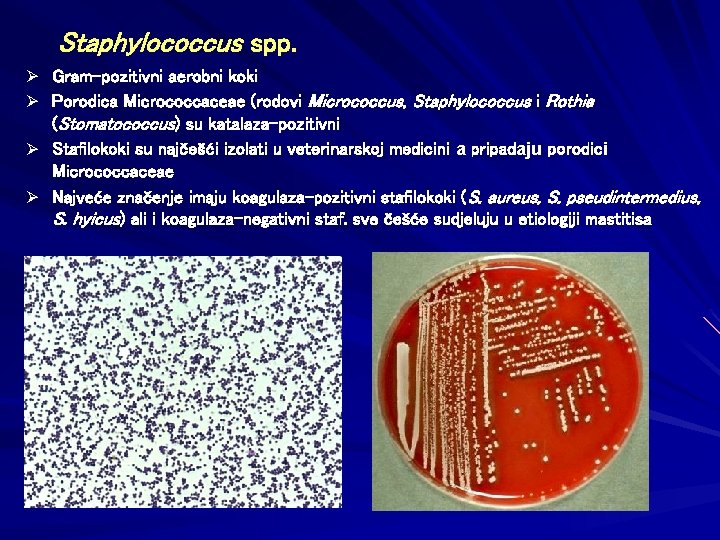 Staphylococcus spp. Ø Gram-pozitivni aerobni koki Ø Porodica Micrococcaceae (rodovi Micrococcus, Staphylococcus i Rothia