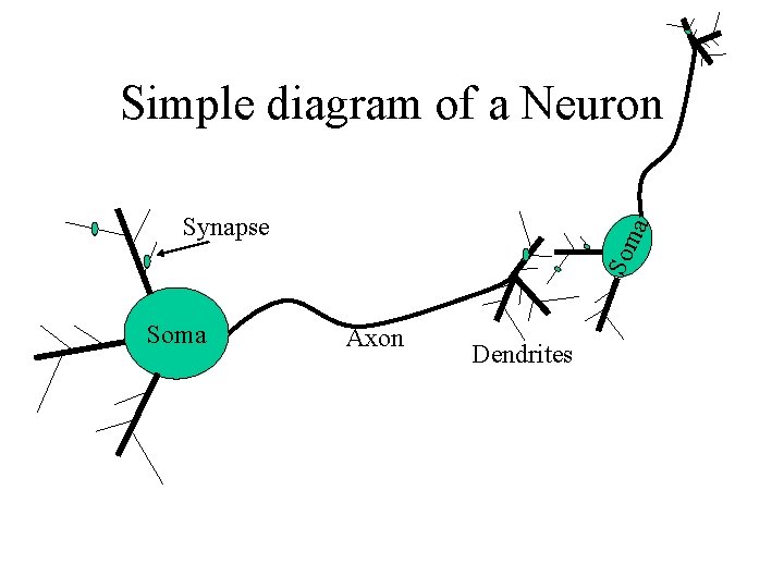 Simple diagram of a Neuron Soma Som a Synapse Axon Dendrites 