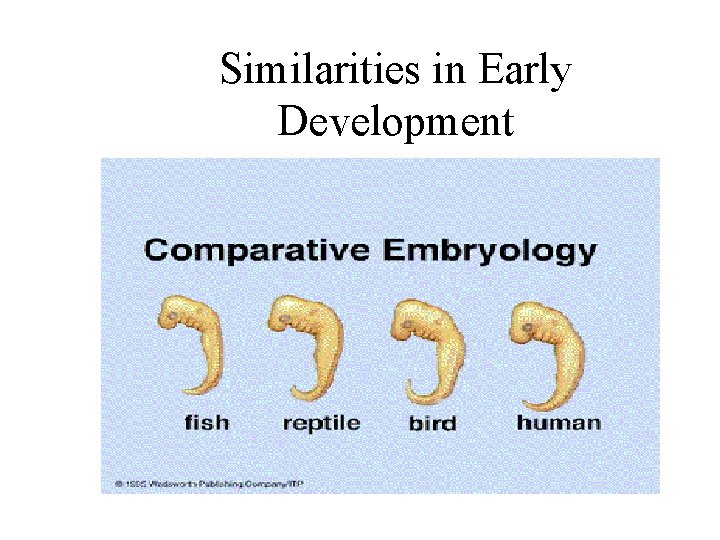Similarities in Early Development 