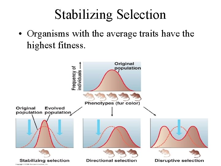 Stabilizing Selection • Organisms with the average traits have the highest fitness. 