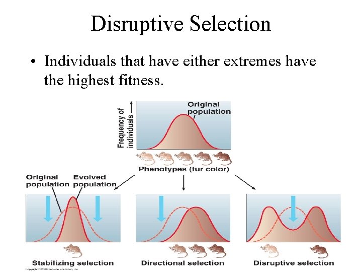 Disruptive Selection • Individuals that have either extremes have the highest fitness. 