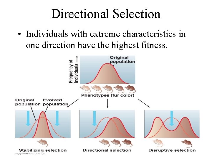 Directional Selection • Individuals with extreme characteristics in one direction have the highest fitness.