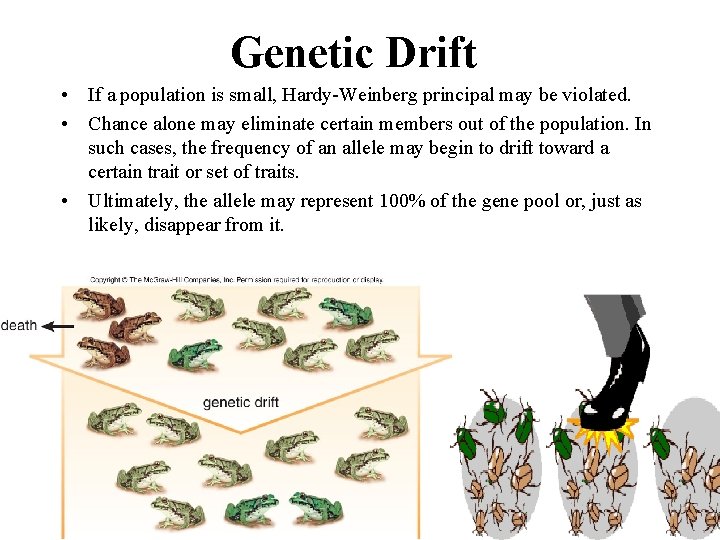 Genetic Drift • If a population is small, Hardy-Weinberg principal may be violated. •