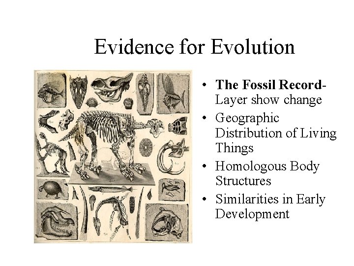 Evidence for Evolution • The Fossil Record. Layer show change • Geographic Distribution of