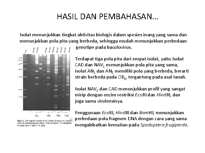 HASIL DAN PEMBAHASAN… Isolat menunjukkan tingkat aktivitas biologis dalam spesies inang yang sama dan