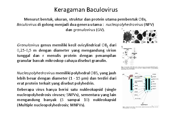 Keragaman Baculovirus Menurut bentuk, ukuran, struktur dan protein utama pembentuk OBs, Baculovirus di golong