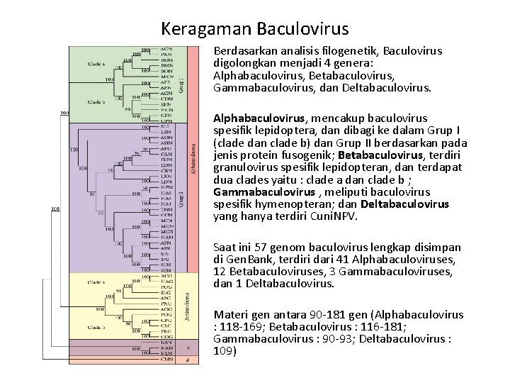 Keragaman Baculovirus Berdasarkan analisis filogenetik, Baculovirus digolongkan menjadi 4 genera: Alphabaculovirus, Betabaculovirus, Gammabaculovirus, dan