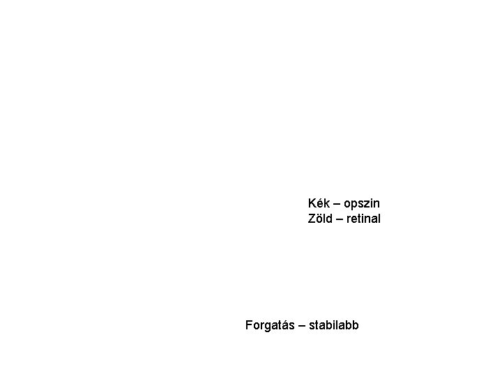 Kék – opszin Zöld – retinal Forgatás – stabilabb 