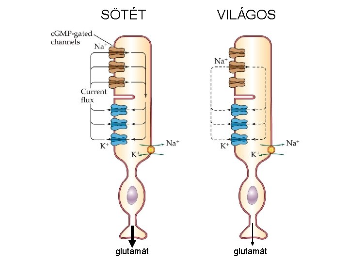 SÖTÉT glutamát VILÁGOS glutamát 