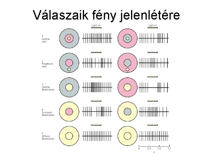 Válaszaik fény jelenlétére 