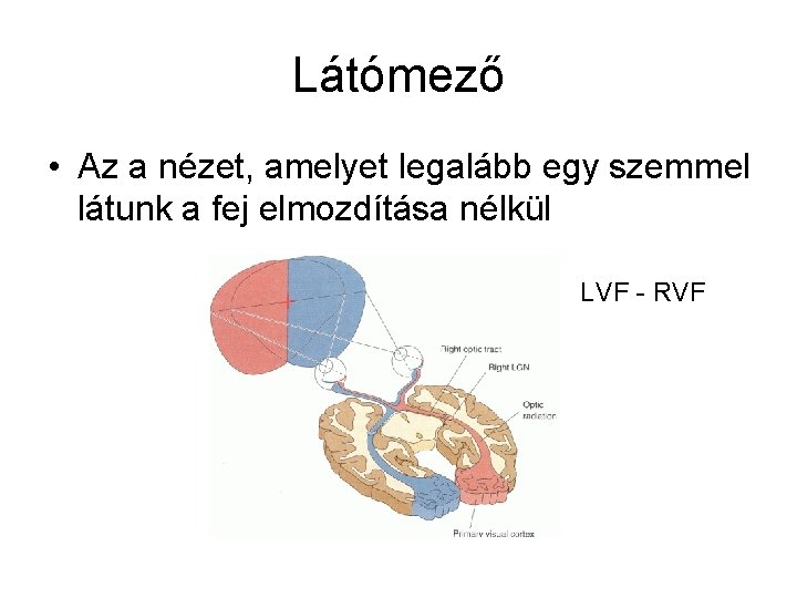 Látómező • Az a nézet, amelyet legalább egy szemmel látunk a fej elmozdítása nélkül