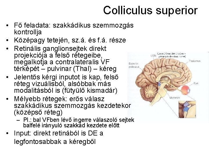 Colliculus superior • Fő feladata: szakkádikus szemmozgás kontrollja • Középagy tetején, sz. á. és