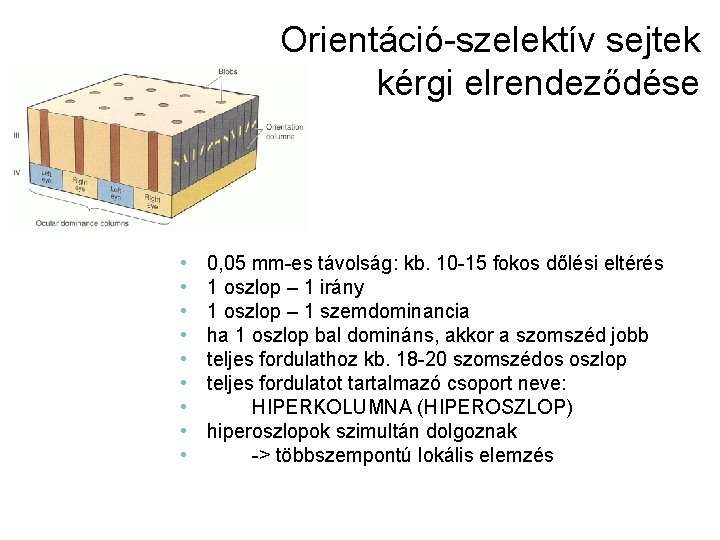 Orientáció-szelektív sejtek kérgi elrendeződése • • • 0, 05 mm-es távolság: kb. 10 -15