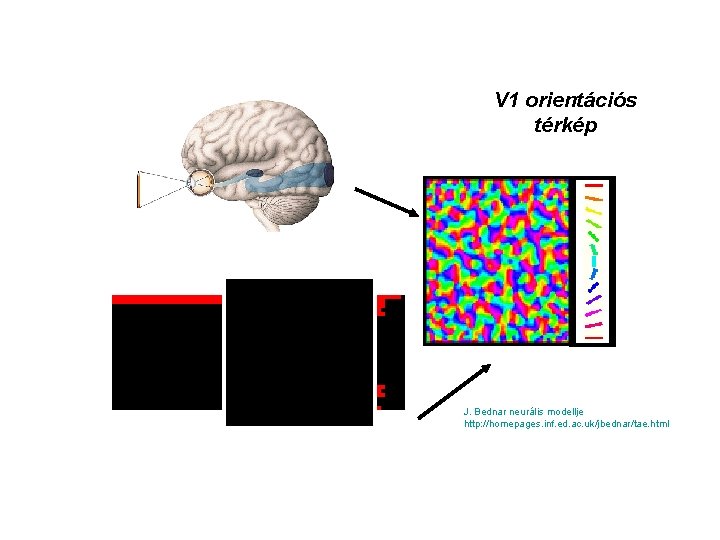 V 1 orientációs térkép J. Bednar neurális modellje http: //homepages. inf. ed. ac. uk/jbednar/tae.