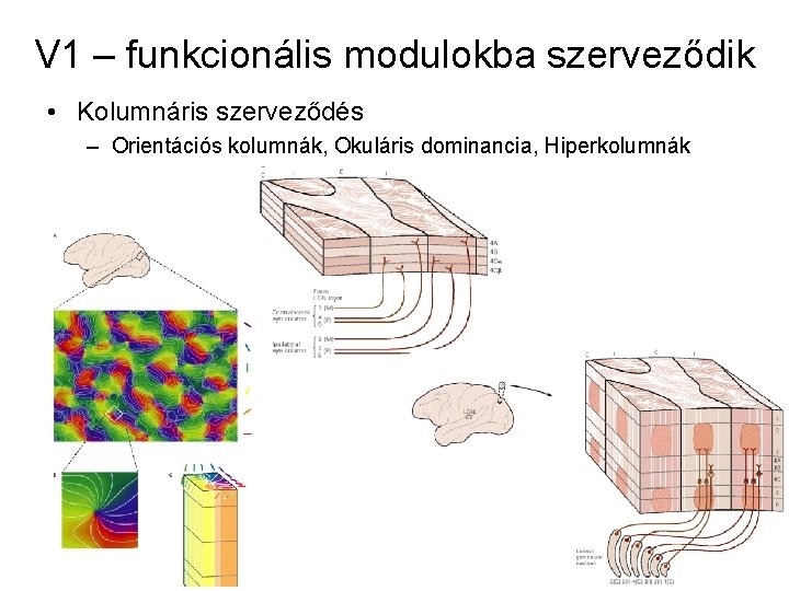 V 1 – funkcionális modulokba szerveződik • Kolumnáris szerveződés – Orientációs kolumnák, Okuláris dominancia,