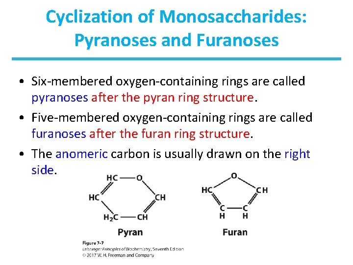 Cyclization of Monosaccharides: Pyranoses and Furanoses • Six-membered oxygen-containing rings are called pyranoses after