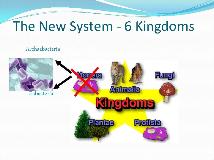 The New System - 6 Kingdoms Archaebacteria Eubacteria 