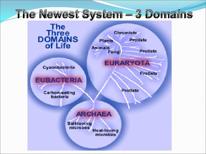 The Newest System – 3 Domains 