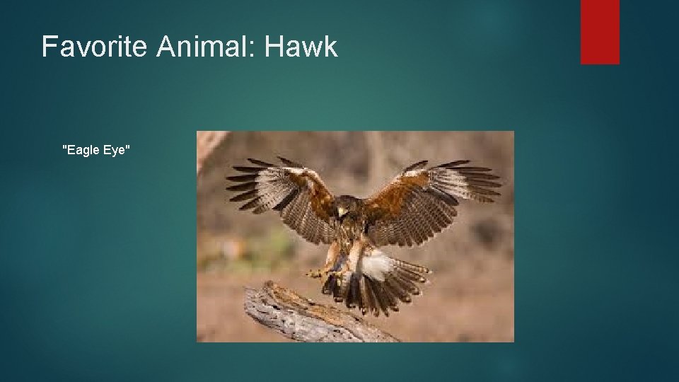 Favorite Animal: Hawk "Eagle Eye" 