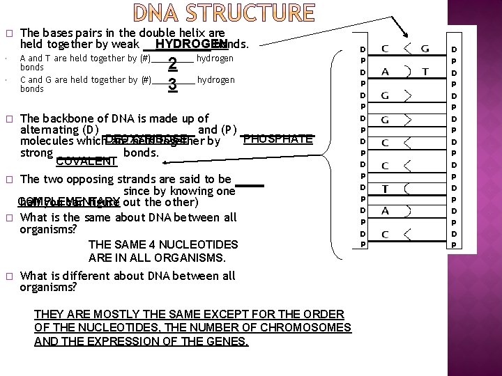 � � The bases pairs in the double helix are held together by weak