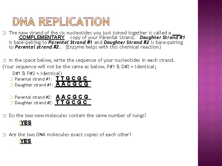 � The new strand of the six nucleotides you just joined together is called