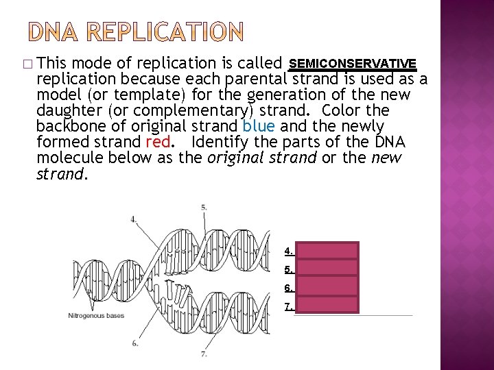 � This mode of replication is called SEMICONSERVATIVE replication because each parental strand is