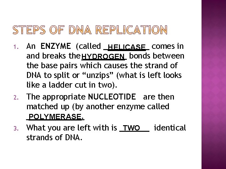 1. 2. 3. An ENZYME (called HELICASE comes in and breaks the HYDROGEN bonds