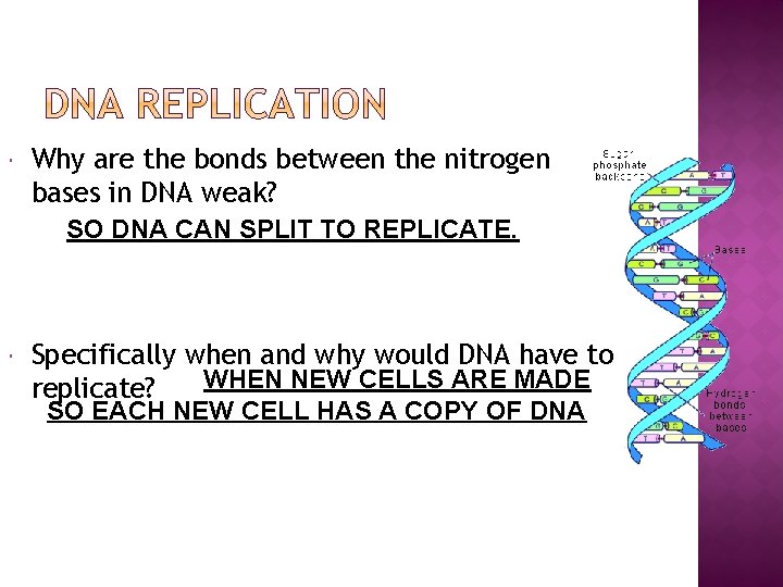  Why are the bonds between the nitrogen bases in DNA weak? SO DNA