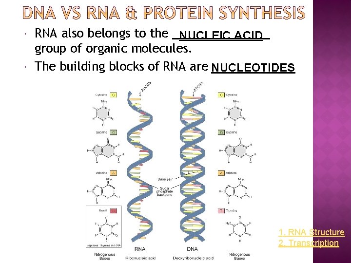  RNA also belongs to the NUCLEIC ACID group of organic molecules. The building