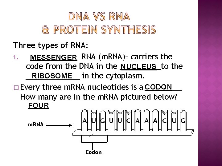 Three types of RNA: 1. MESSENGER RNA (m. RNA)– carriers the code from the