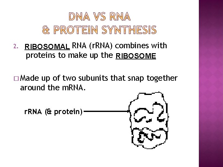 2. RIBOSOMAL RNA (r. RNA) combines with proteins to make up the RIBOSOME �