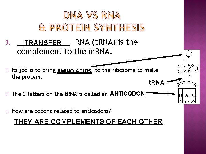 3. � RNA (t. RNA) is the complement to the m. RNA. TRANSFER Its