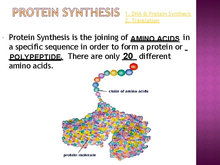 1. DNA & Protein Synthesis 2. Translation Protein Synthesis is the joining of AMINO