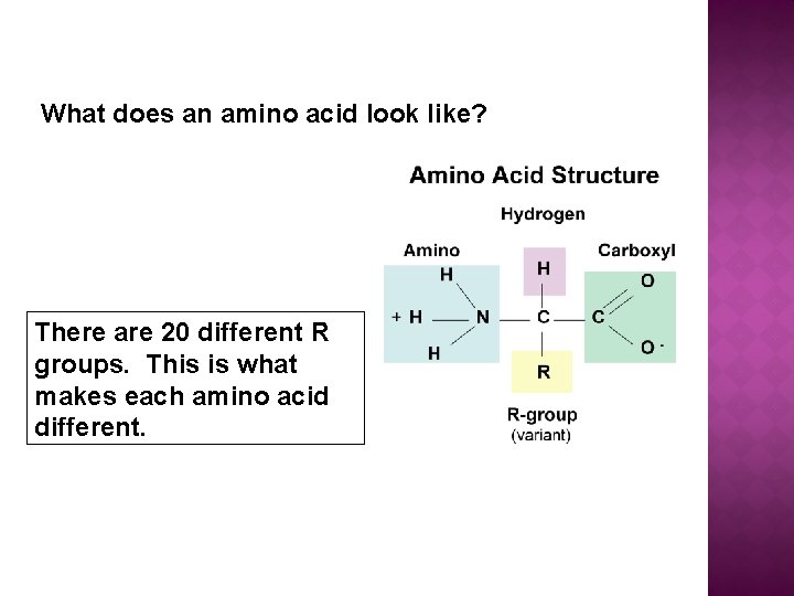 What does an amino acid look like? There are 20 different R groups. This