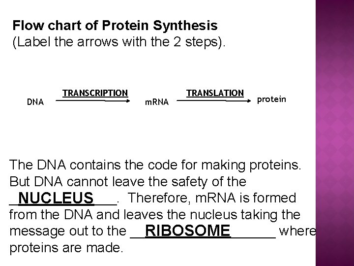 Flow chart of Protein Synthesis (Label the arrows with the 2 steps). DNA TRANSCRIPTION