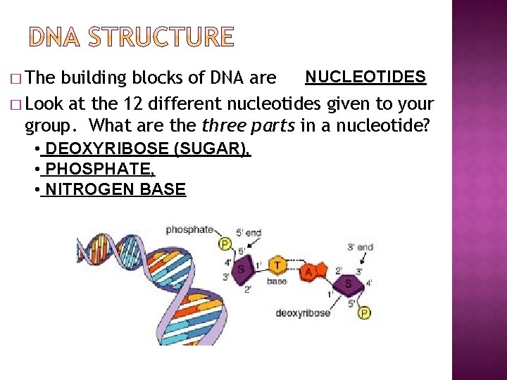 � The NUCLEOTIDES building blocks of DNA are � Look at the 12 different