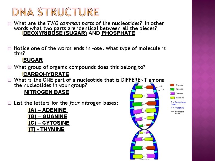 � What are the TWO common parts of the nucleotides? In other words what