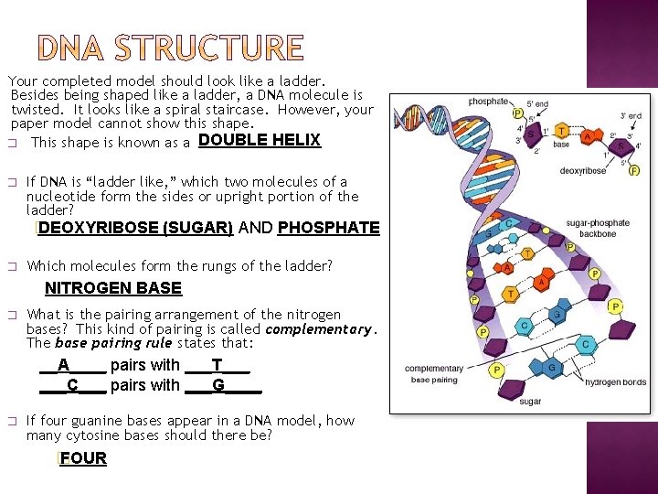 Your completed model should look like a ladder. Besides being shaped like a ladder,