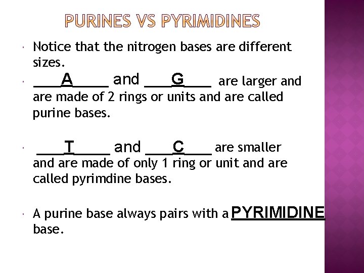  Notice that the nitrogen bases are different sizes. ___A____ and ___G___ are larger