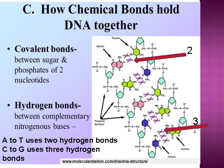 2 3 A to T uses two hydrogen bonds C to G uses three