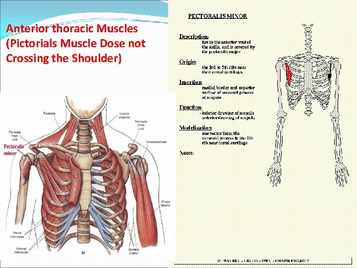 Anterior thoracic Muscles (Pictorials Muscle Dose not Crossing the Shoulder) 