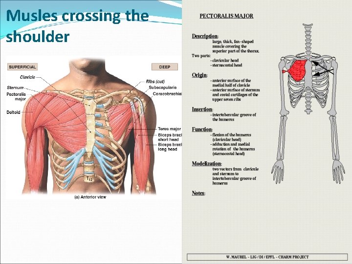 Musles crossing the shoulder 