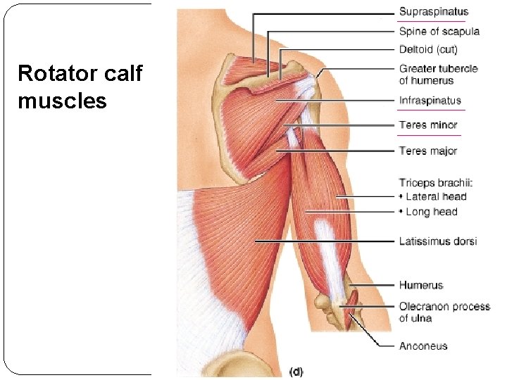Rotator calf muscles 