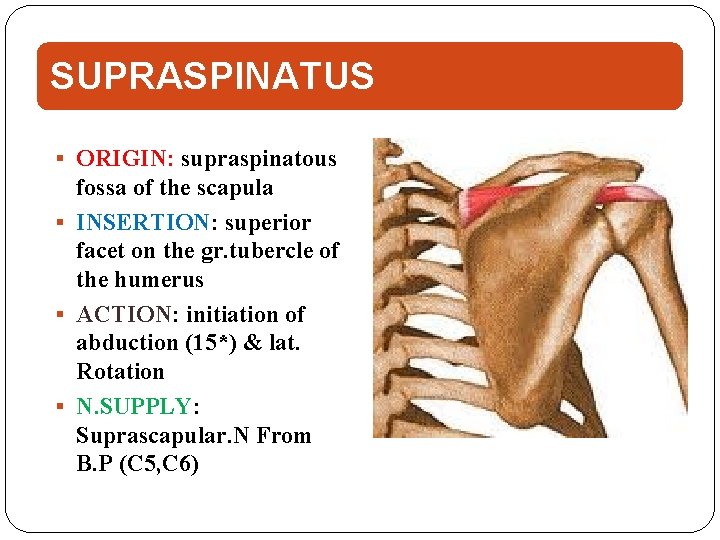 SUPRASPINATUS ORIGIN: supraspinatous fossa of the scapula INSERTION: superior facet on the gr. tubercle