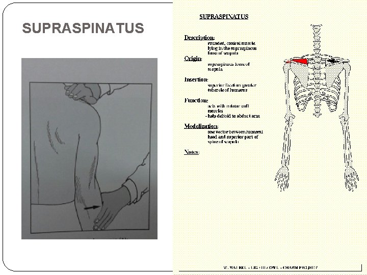 SUPRASPINATUS 