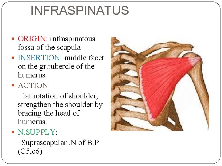 INFRASPINATUS ORIGIN: infraspinatous fossa of the scapula INSERTION: middle facet on the gr. tubercle