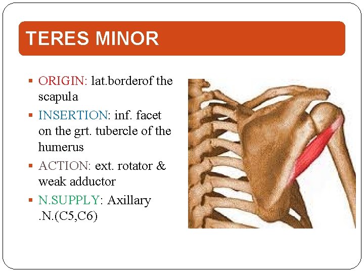TERES MINOR ORIGIN: lat. borderof the scapula INSERTION: inf. facet on the grt. tubercle