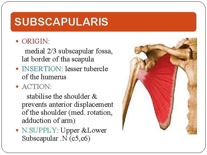SUBSCAPULARIS ORIGIN: medial 2/3 subscapular fossa, lat border of tha scapula INSERTION: lesser tubercle