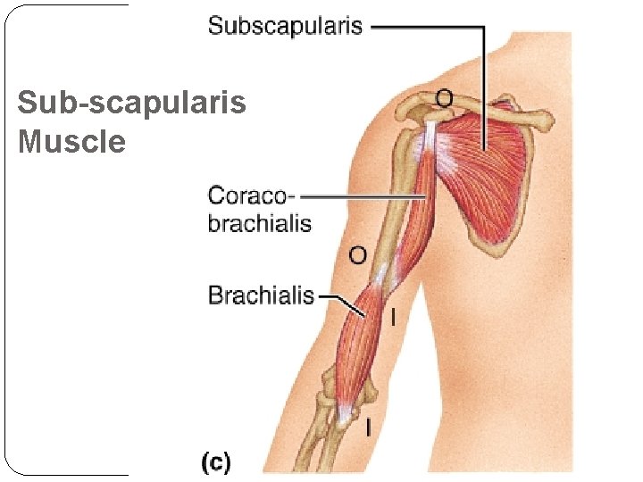 Sub-scapularis Muscle 