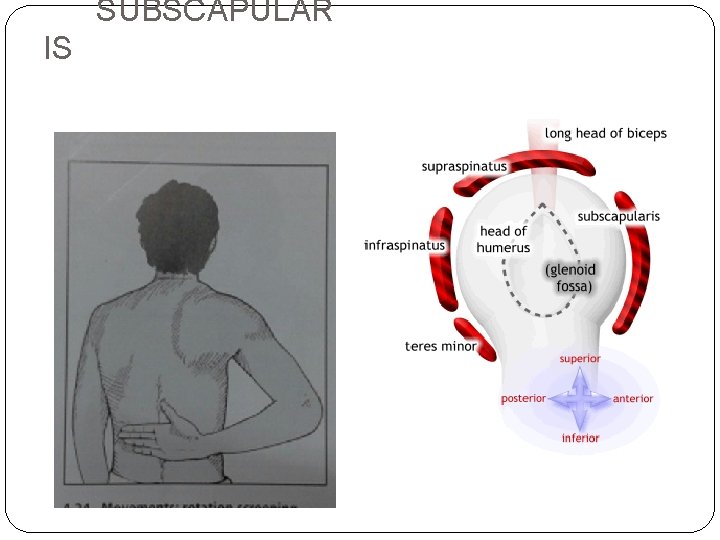 SUBSCAPULAR IS 